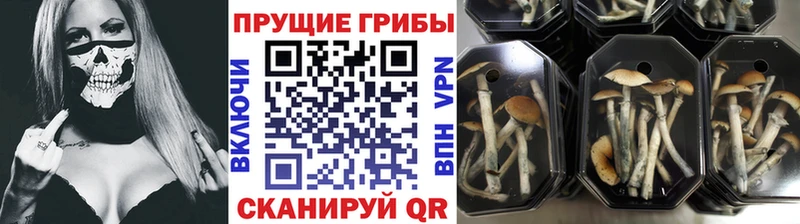 купить наркотик  Мышкин  Галлюциногенные грибы GOLDEN TEACHER 